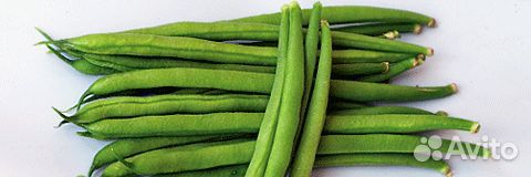 Семена Фасоли 