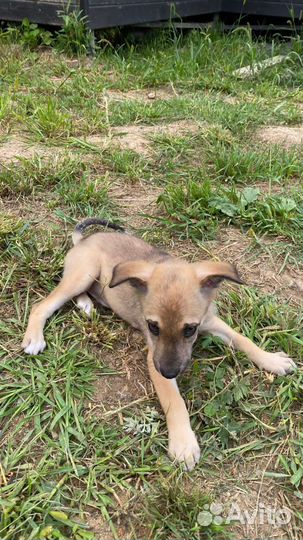 Щенки, девочки, 3 мес