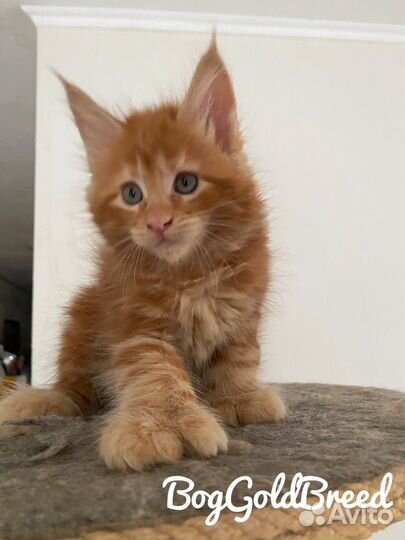 Котята мейн-кун полидакт