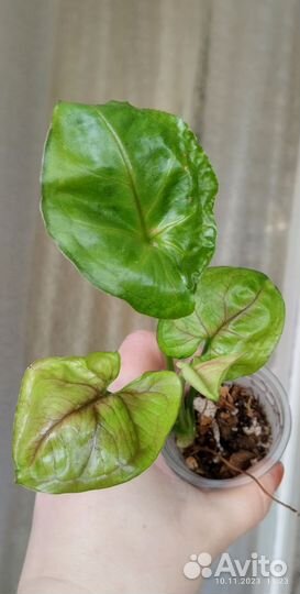 Сингониумы