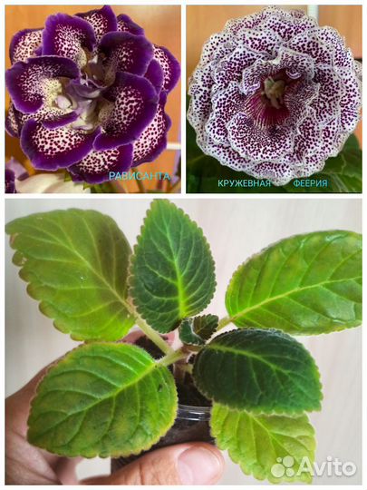 Глоксиния. Детки