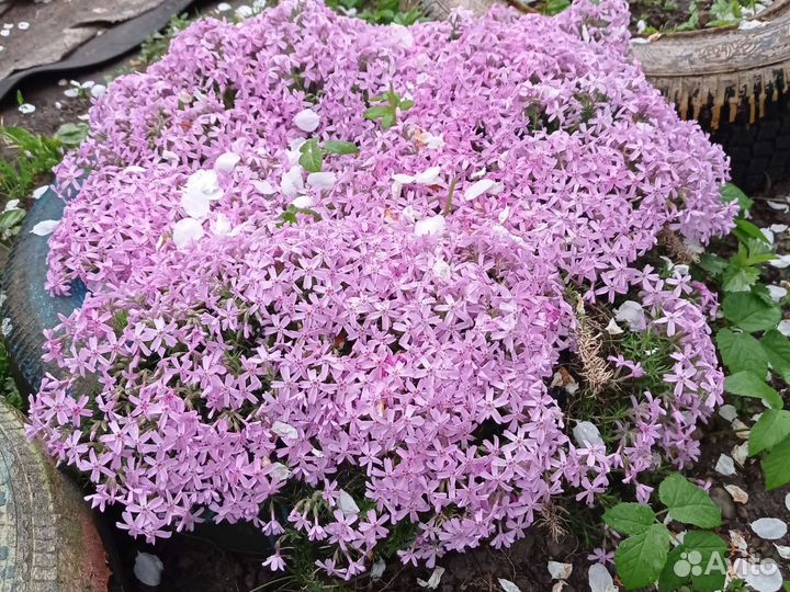 Флокс слелящийся, хризантема