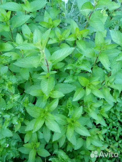 Мята ментоловая