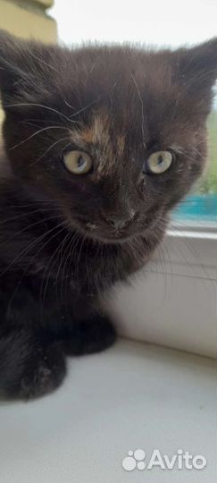 Малышка ищет дом