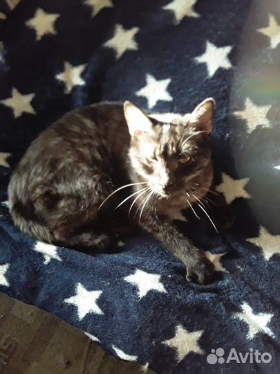 Кот бездомный