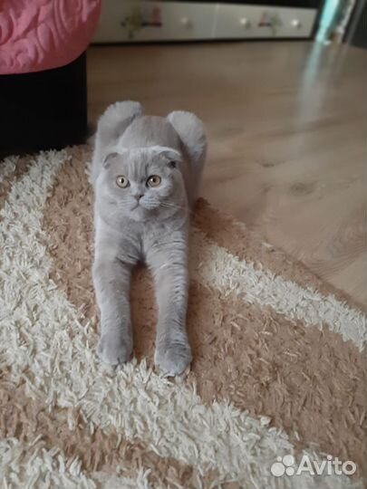 Кошка