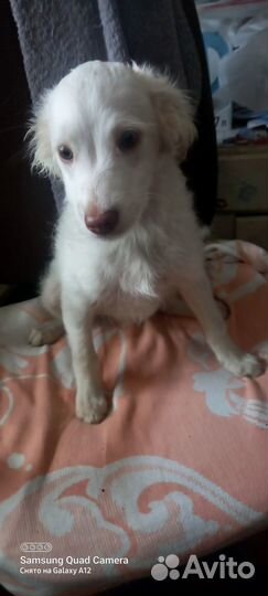 Собачка Снежок