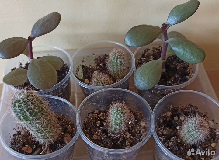 Каланхоэ, толстянка, кактус