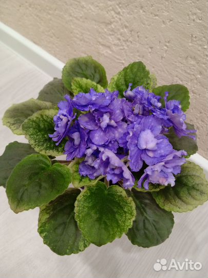 Фиалки свежий срез