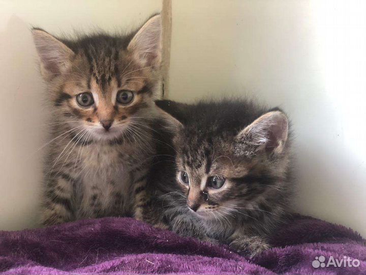 Котята шпротинки