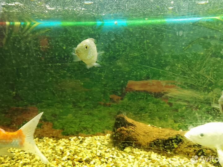 Бриллиантовая цихлазома самцы