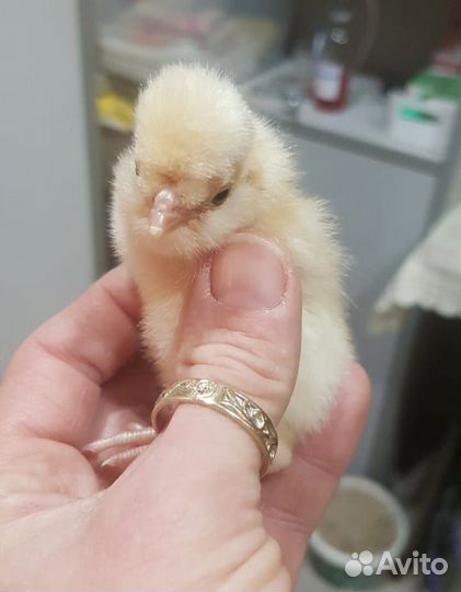 Инкубационое яйцо