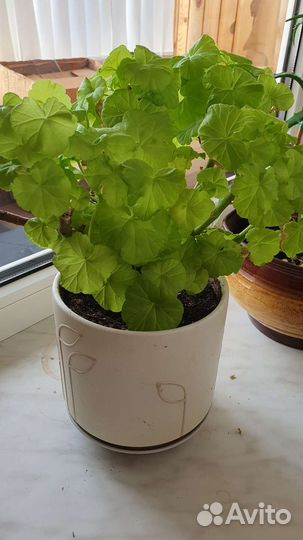 Пеларгония герань