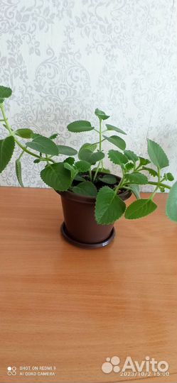 Мята комнатная