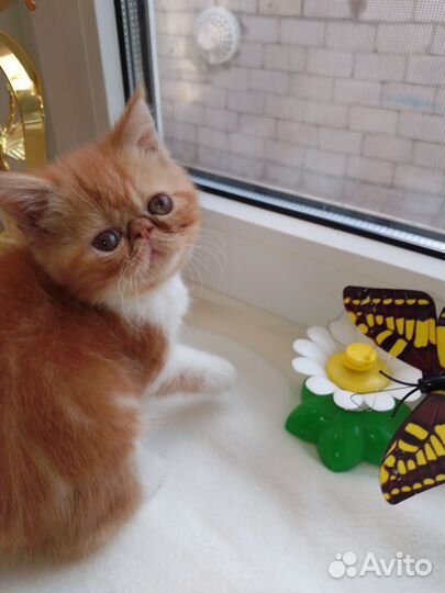 Экзотик и персики