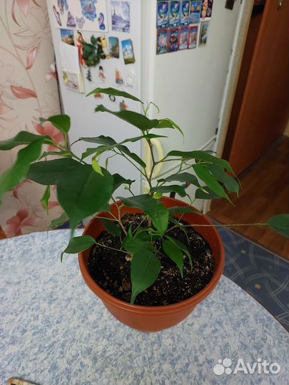 Фикус бенджамина