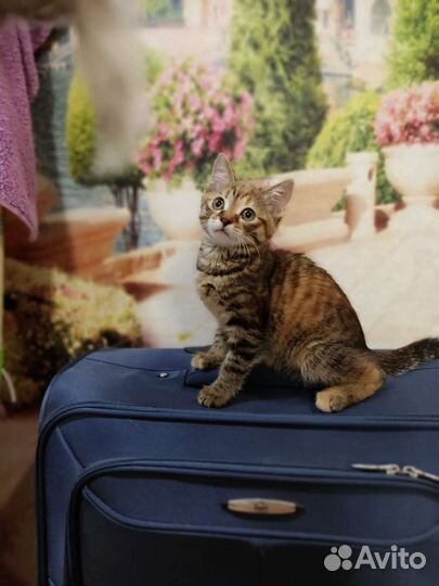 Котенок в дар бесплатно