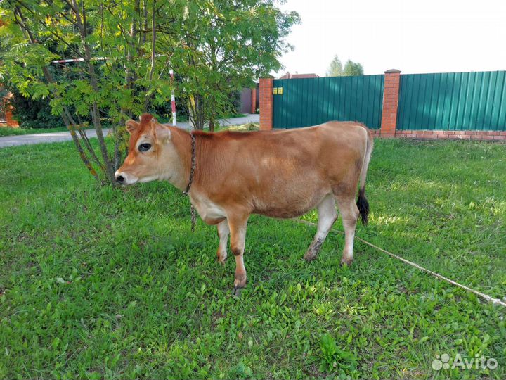 Телка джерси