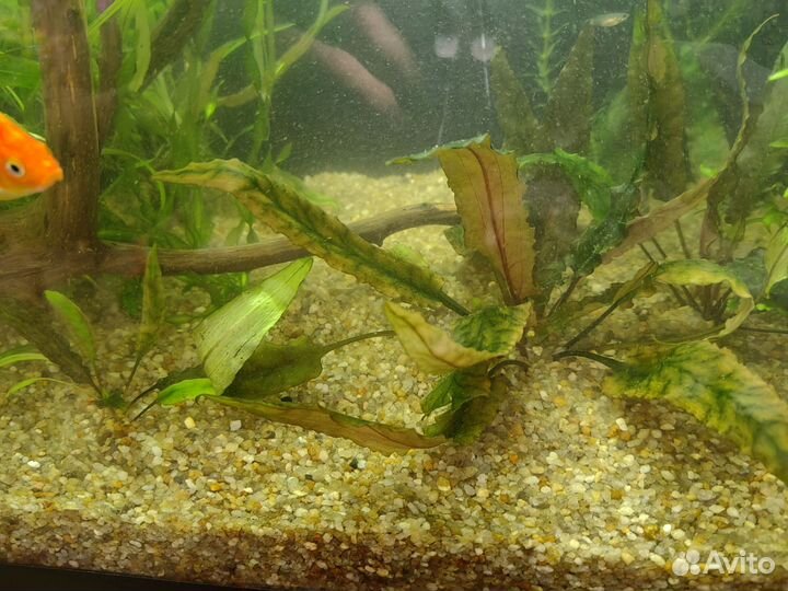 Аквариумные растения