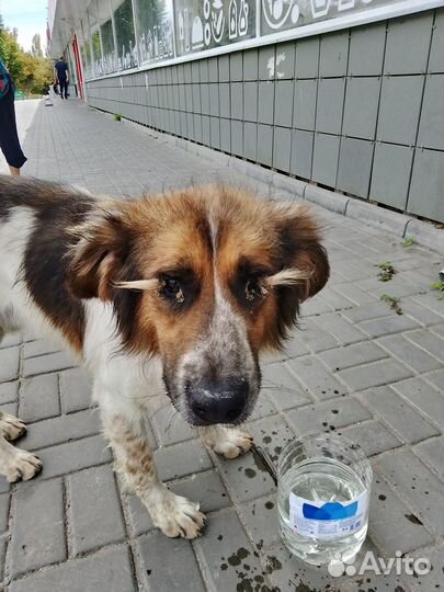 Найдена собака