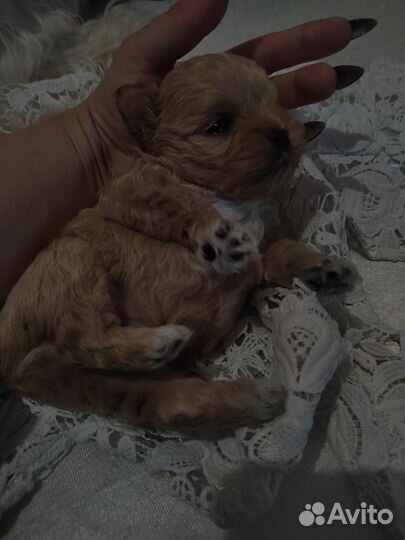 Щенки мальтипу