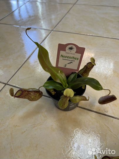 Непентес хищник