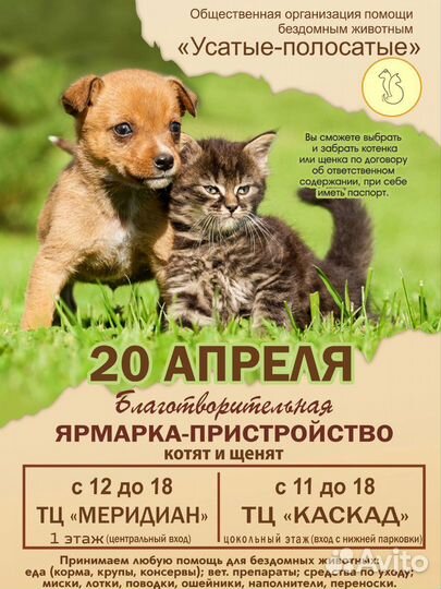 Котята и щенки