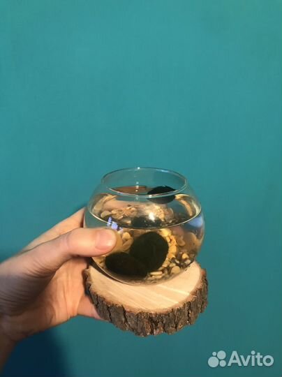 Кладофора/маримо шарик, 3 шт