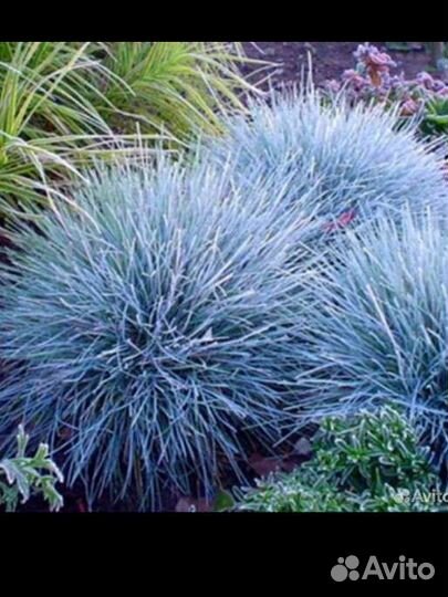 Овсяница сизая