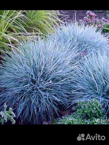 Овсяница сизая