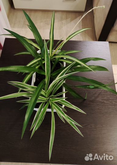 Хлорофитумы двухцветные (два сорта) и зелёный