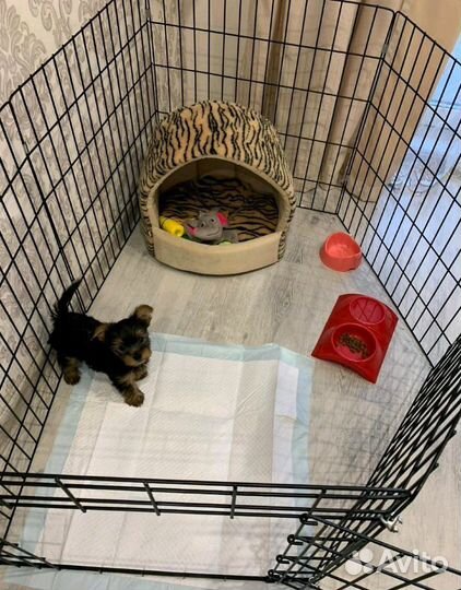 Вольер для собак и кошек