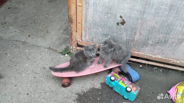 Шотладские котята