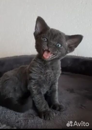 Девон рекс Плюш