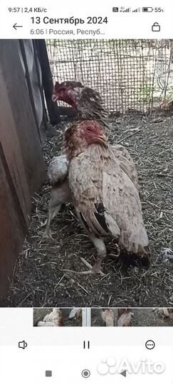 Бойцовые куры