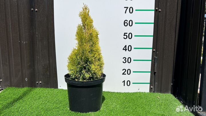 Туя смарагд голд 70 см