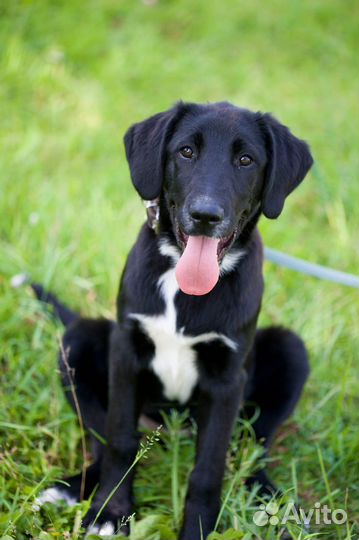 Эльза в дар