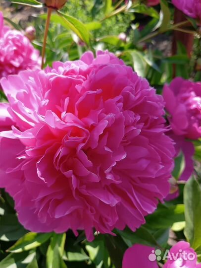 Пион Инспектор Лавернь