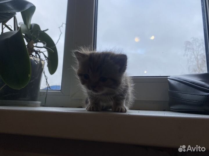 Шотландские вислоухие котята рыжие