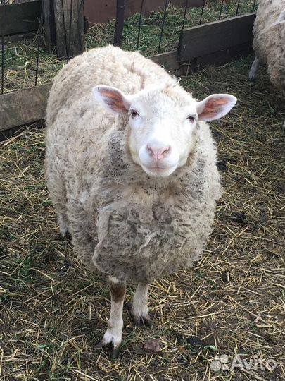 Овцы бараны ягнята Ташлинской породы