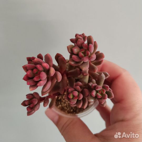Суккуленты - 9