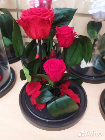 Живая роза в колбе