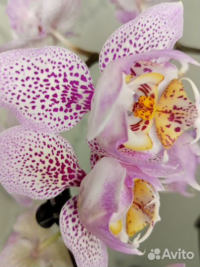 Орхидея фаленопсис Сого Даймонд