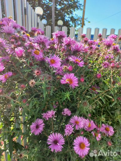 Сентябрина