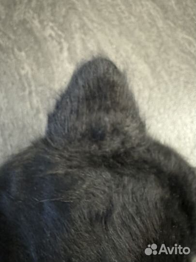 Шапка с ушками