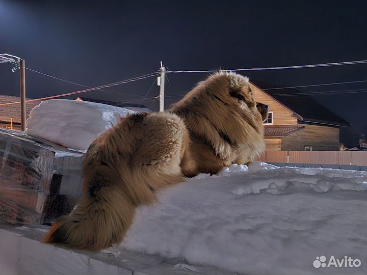 Тибетский мастиф вязка