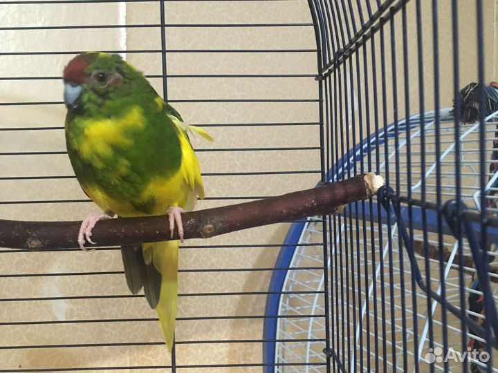Попугай какарик
