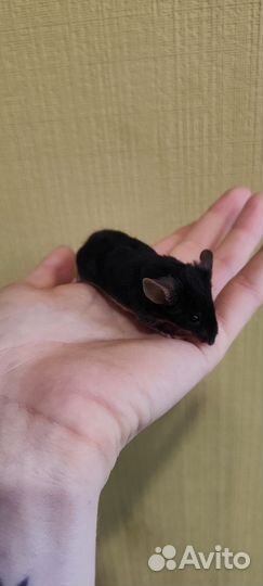 Декоративные мышки