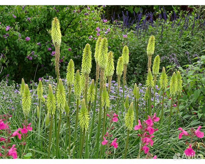 Книфофия Green Jade