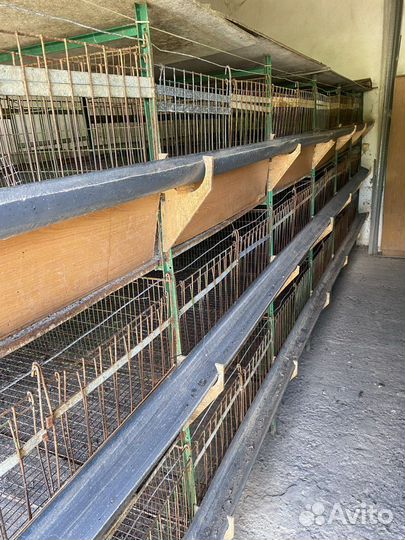 Клетка для выращивания кур